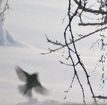 Fågel i snö Foto Mandra